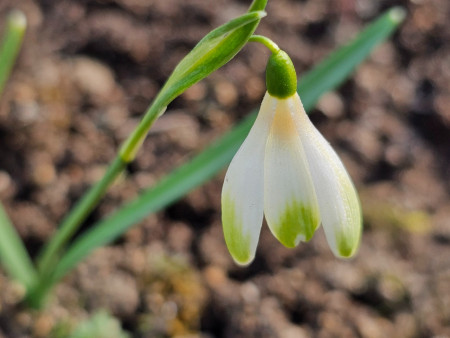 Galanthus ´Laurabell´